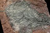 Silurian Fossil Crinoid (Scyphocrinites) Plate - Morocco #118530-1